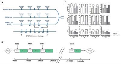 Low-Level Vagus Nerve Stimulation Reverses Obstructive Sleep Apnea-Related Atrial Fibrillation by Ameliorating Sympathetic Hyperactivity and Atrial Myocyte Injury